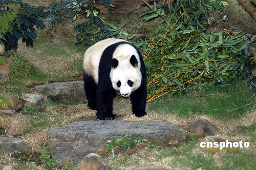 Hong Kong panda bears down on world record for longevity
