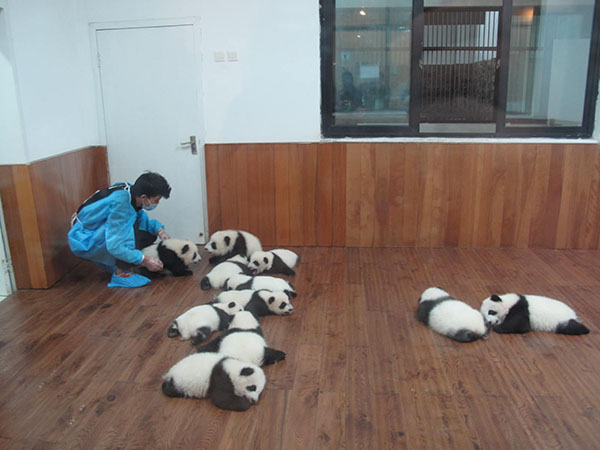 un-bear-ably cute panda cubs meet fans in sichuan