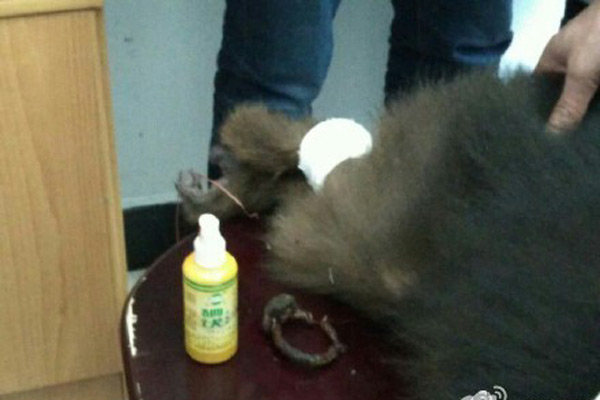 Injured 'monkey king' back in the wild after rescue