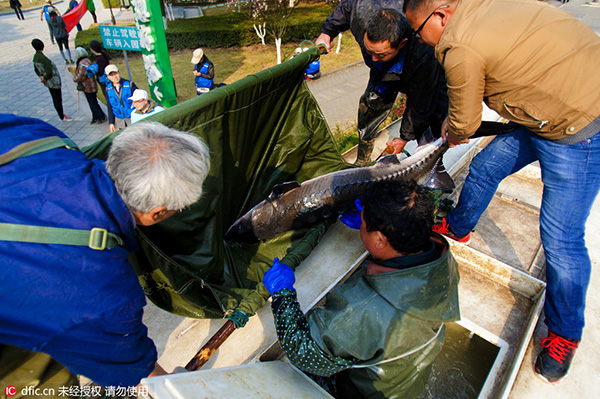 10,000 fish released into Yangtze River