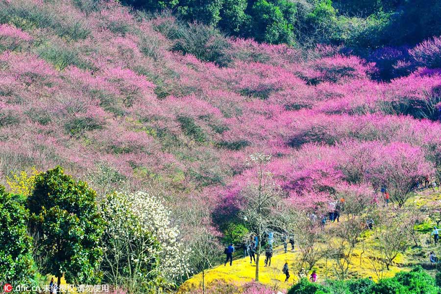 Discover beautiful China in Spring blossom (I)
