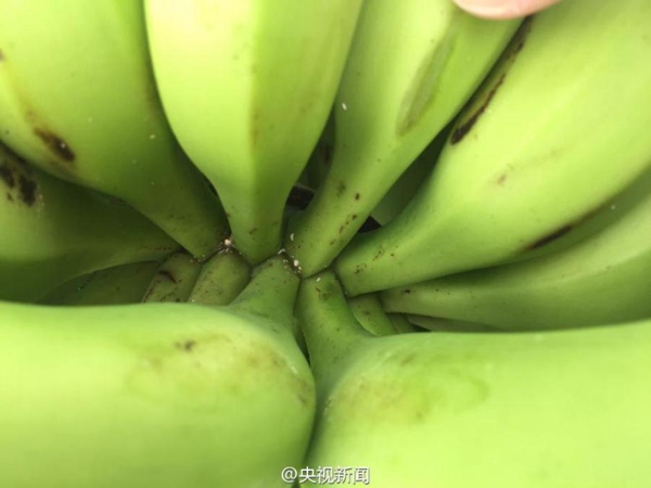 Shanghai destroys 60 tons of infected Philippine bananas