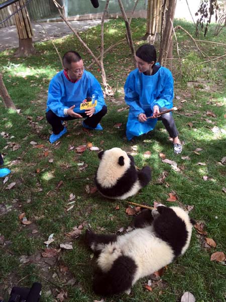 Actress Zhou Xun joins UNDP Global Panda Naming Campaign