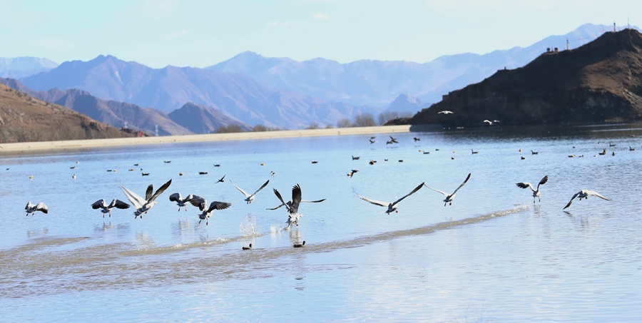 Birds spend winter in Lhasa River valley