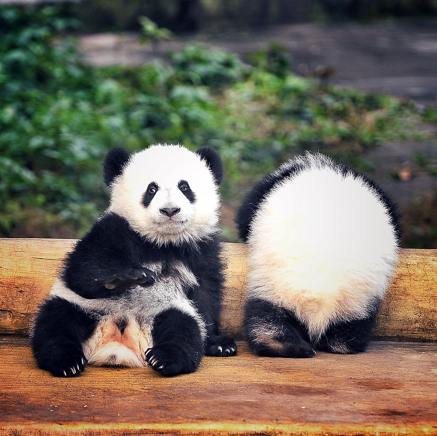 Giant panda twin cubs meet public in Chongqing