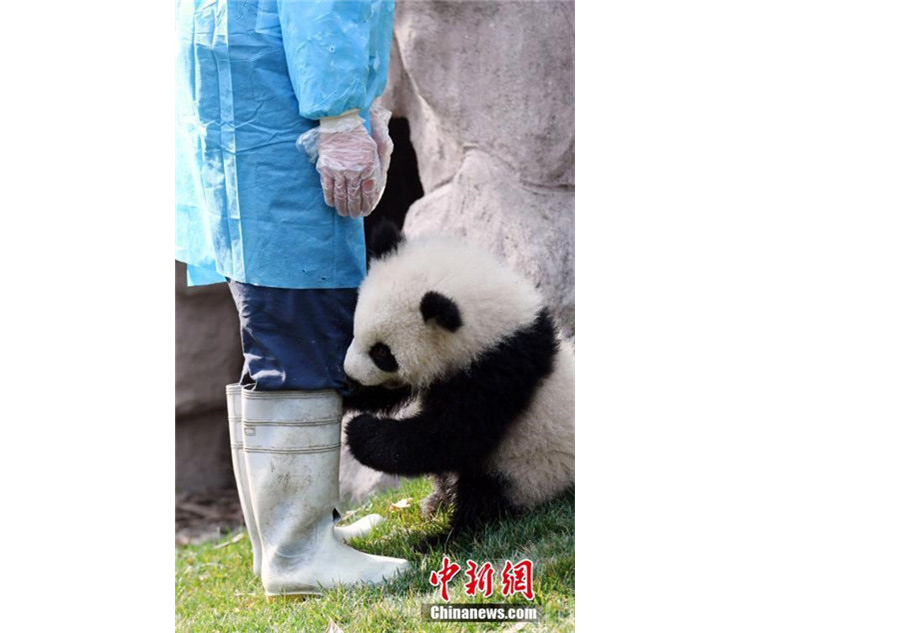 Panda cub dubbed 'the most needy' after video goes viral