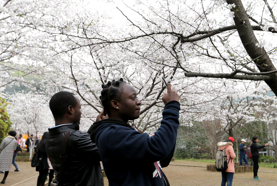 Visitors flock to cherry blossoms at Wuhan University