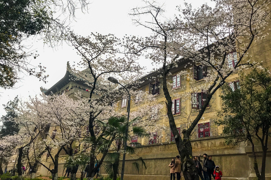 Visitors flock to cherry blossoms at Wuhan University