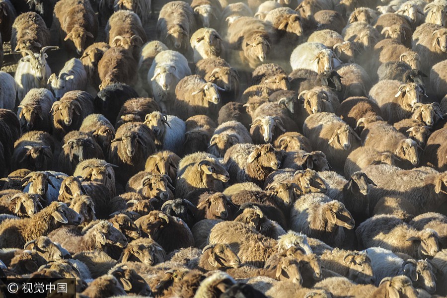 On the move: Kazak herdsmen head to winter pastures