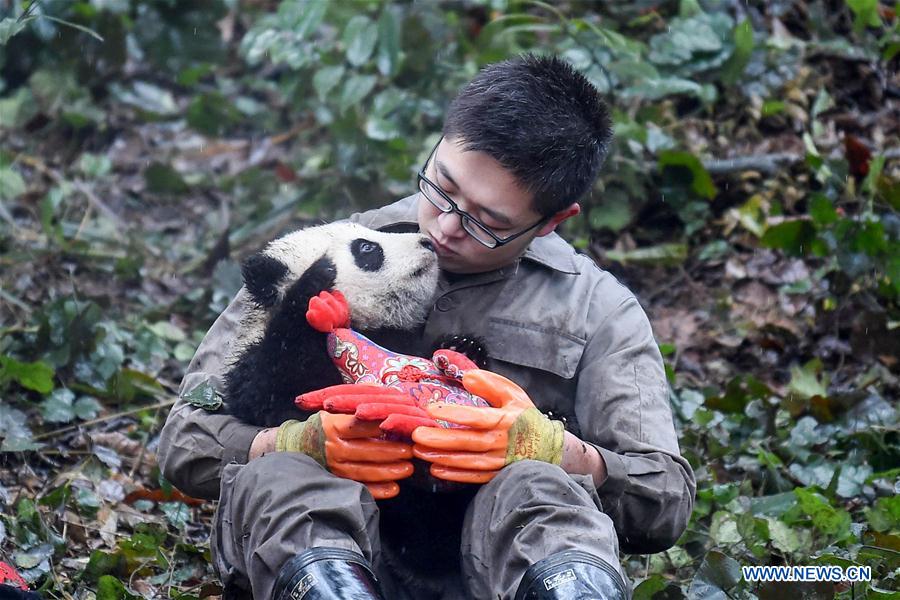 China to build cross-provincial national park for giant panda