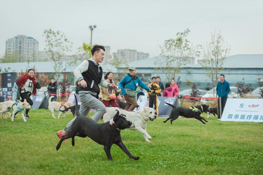 Dogs compete for tasty bite in Shenyang