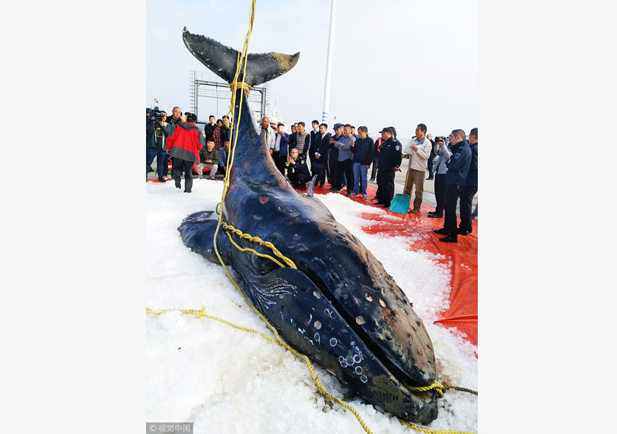 Third time unlucky: Stranded humpback whale dies
