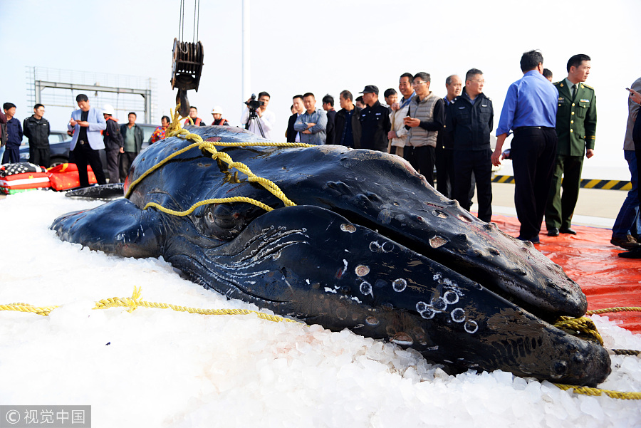 Third time unlucky: Stranded humpback whale dies