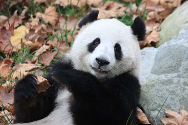 Pandas to be released into the wild