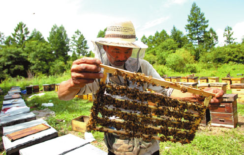 Sun may set soon on beleaguered beekeepers