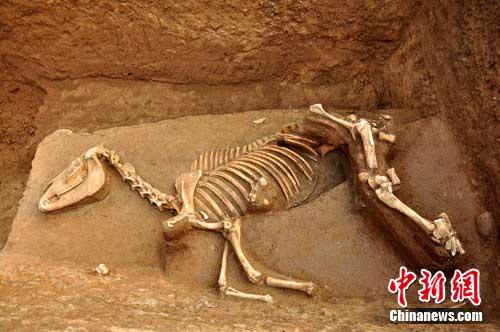 Xia cultural remains found in Laoniupo Site in Shaanxi