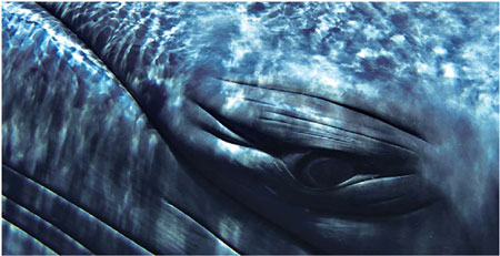 Whales' grandeur, seen very close