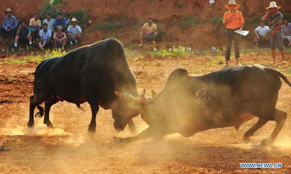 'Bull fight' event performed in E China