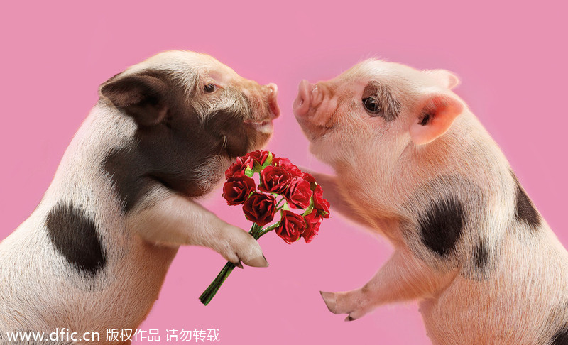 Valentine's Day of animals