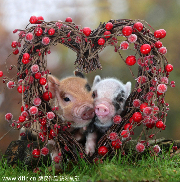 Valentine's Day of animals