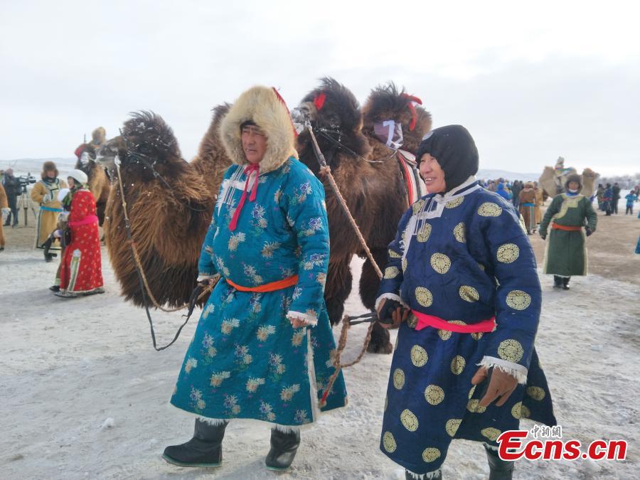 Camel-themed Naadam festival in Inner Mongolia