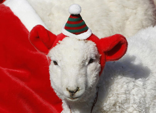 Sheep wear Christmas costumes in Seoul