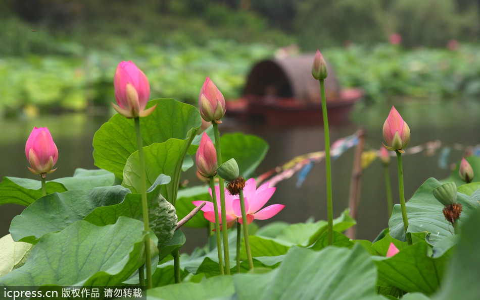 Jiangnan gardens