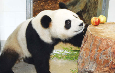 Panda-ing to a global audience