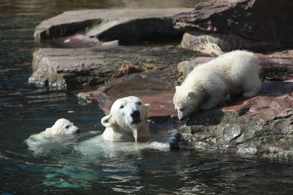 Baby polar bears bond with Mama bear