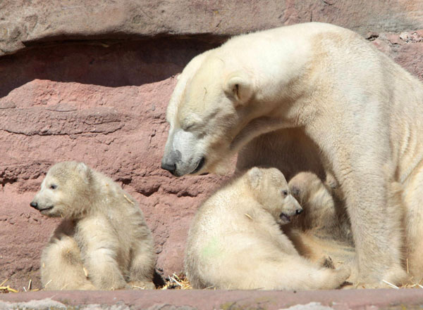 Baby polar bears bond with Mama bear