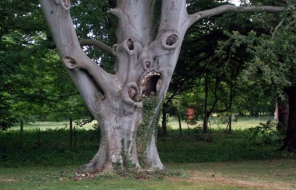 Most terrifying tree in UK