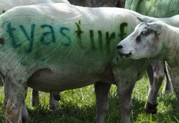 UK farmer sprays sheep with adverts