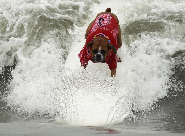 Surf dog contest in California