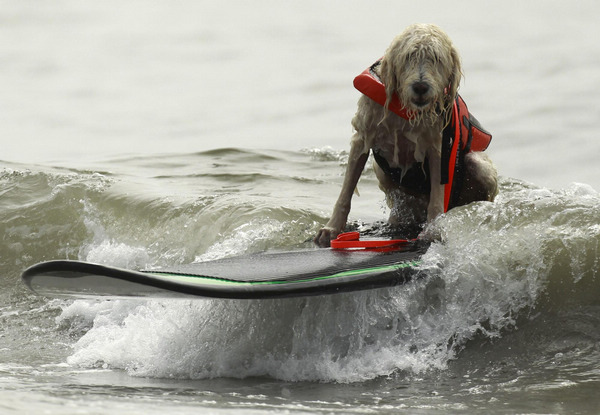 Surf dog contest in California