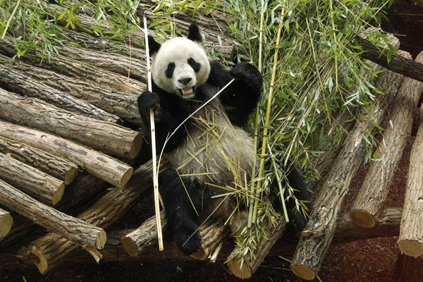 Chinese giant pandas in France