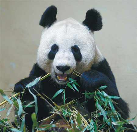 Pandas show interest, but fail to mate at zoo