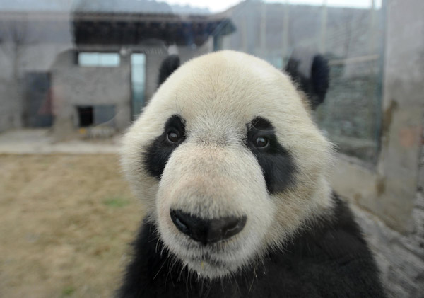 Zoo celebrates Sino-Belgian ties