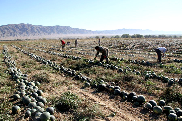 Vast parts of Xinjiang enter harvest season