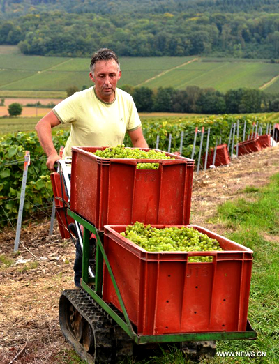 Grape harvest season in France