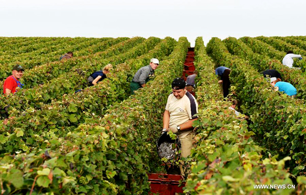 Grape harvest season in France