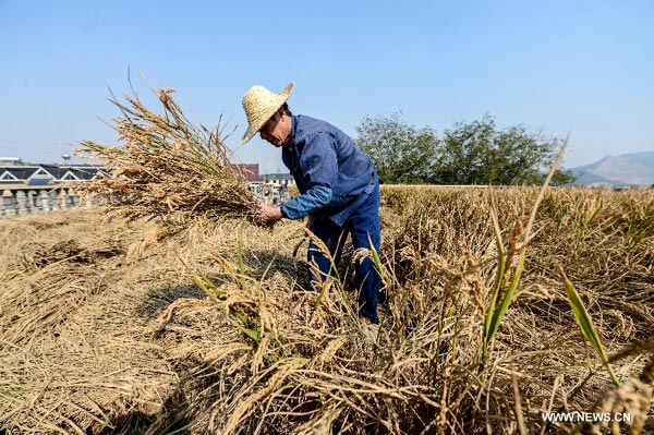 Villager turns his house roof into farmland