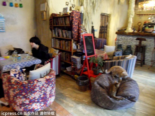 Cat-themed restaurant in Chongqing