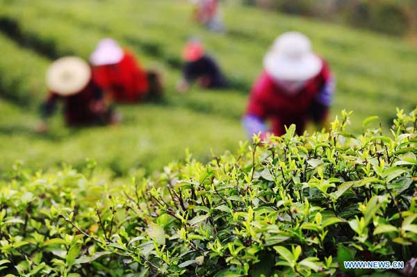 Busy tea picking before Qingming Festival