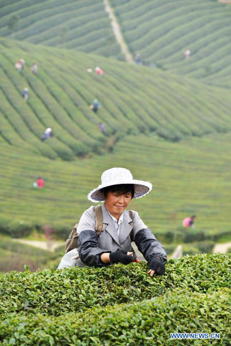 Tea plucking season in China's Guizhou