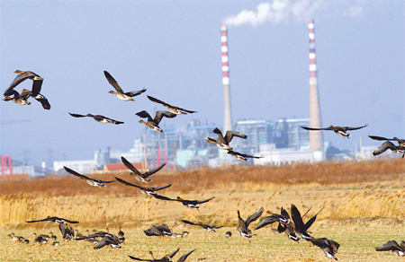 Birds still flocking to Yangtze wetlands