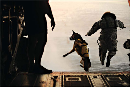 Canine soldiers, beloved and battle-tested