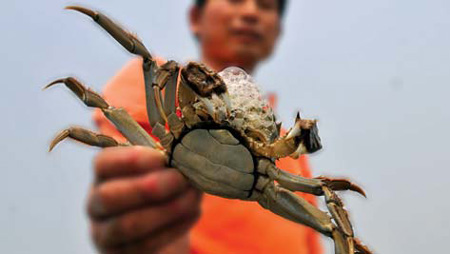 City starts Yangcheng Lake hairy crab festival