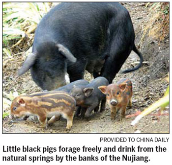 Yunnan's little black pig by the Angry River