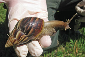 Giant African snail invasion a shell of a big problem in US