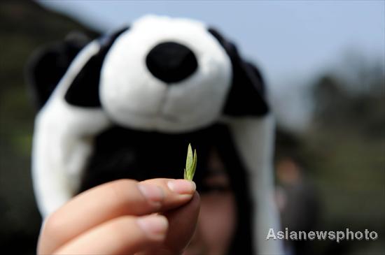Panda fertilizer may help flavor pricey tea